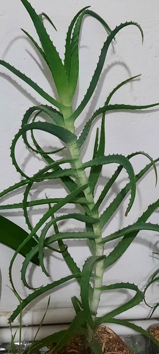 Продам алоэ древовидное