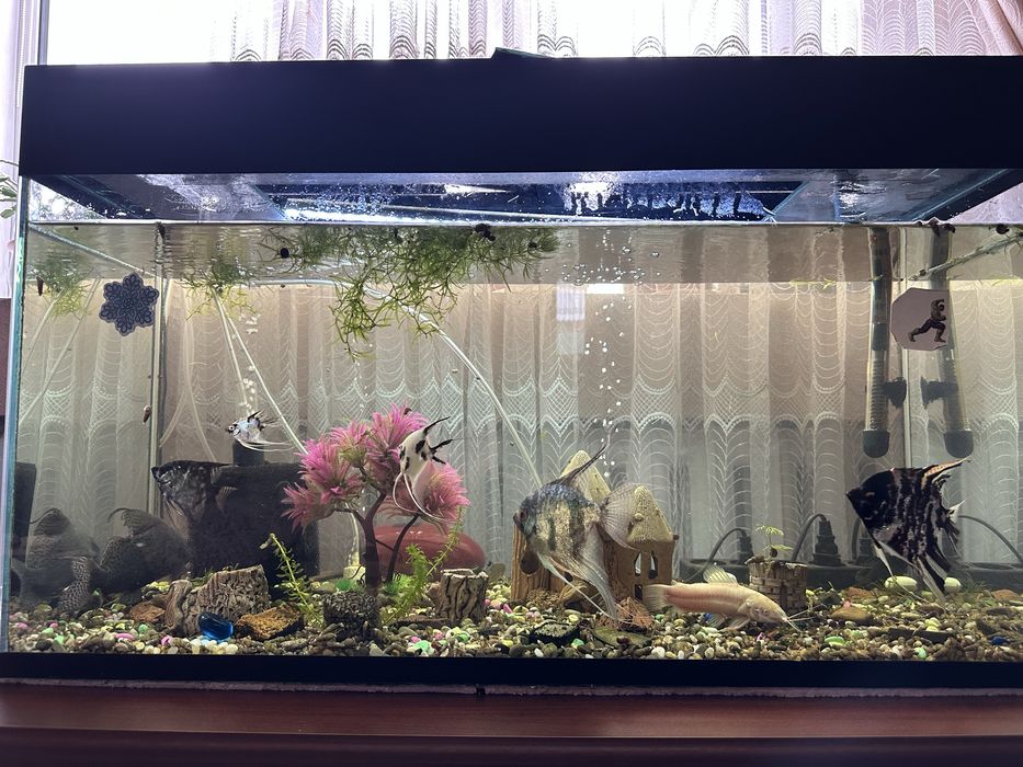 Продам аквариум 120 литров + рыбы