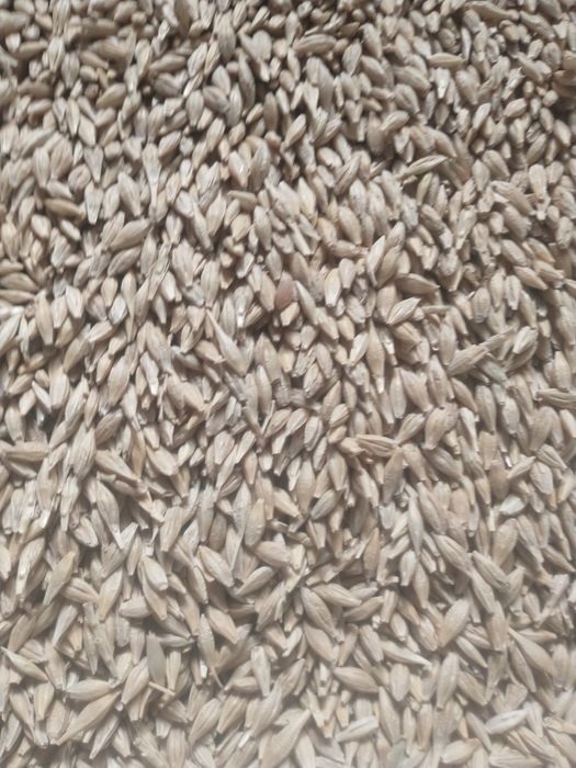 Grâu, orzoaică, consum, sămânță