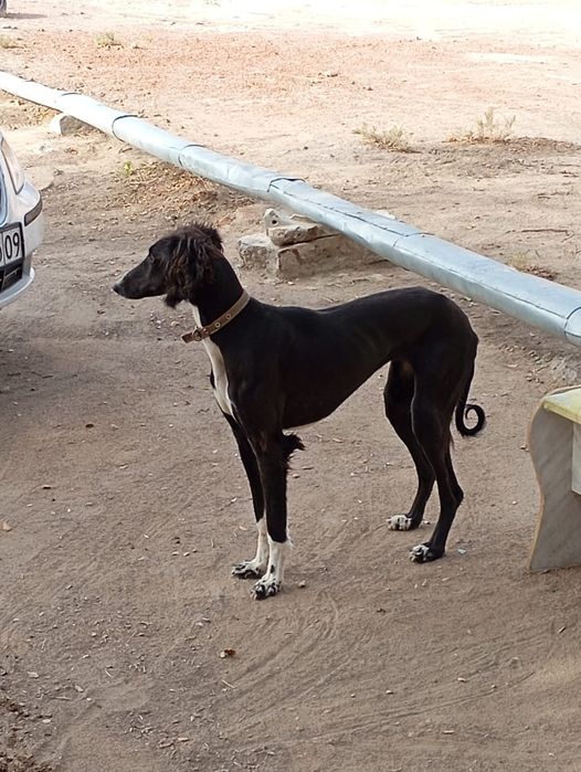 Тазы өте мықты жақсы