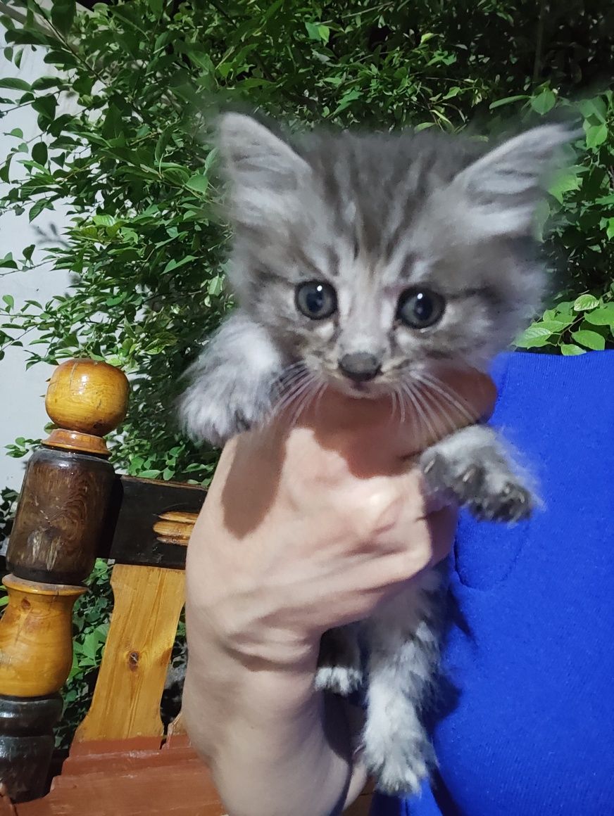 Котята 1.5 месяц