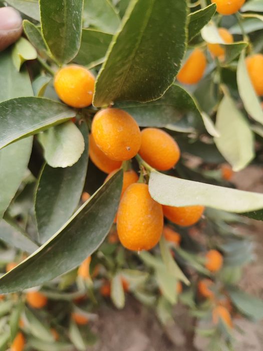 Kumkuvat mevasi shirin