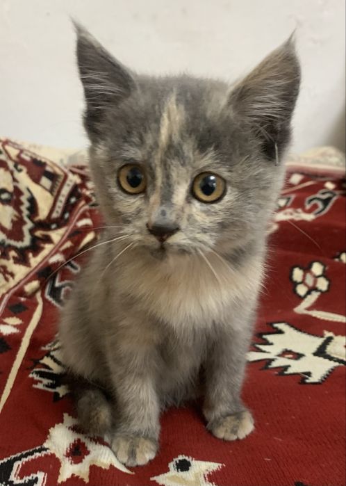Отдам котёнка необычной раскраски в добрые руки