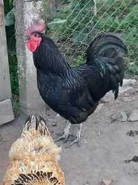 Vând cocos Australorp