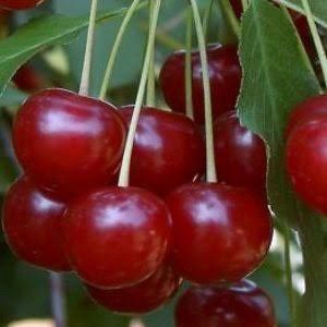 Pomi fructiferi clasici soiuri de  vișin
