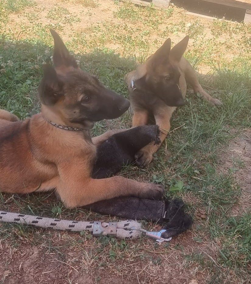 Mascul rasa malinois.