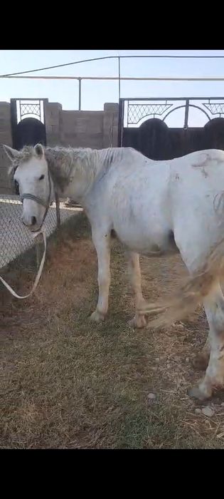 Буаз бие сатылады