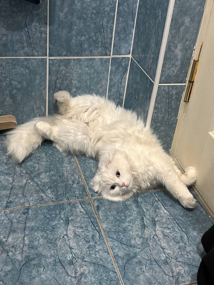 Scottish fold  Juda chiroyli ko'zlari kamyob rangda