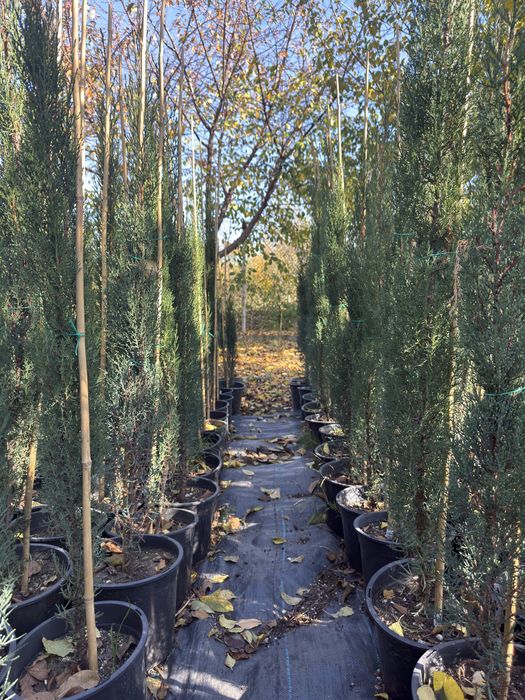 Chiparos Italian / Cupresus sempervirens