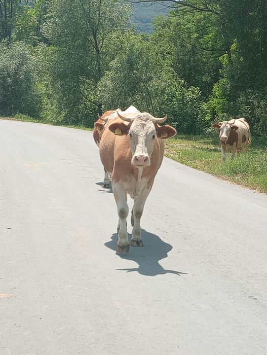 Vând vacă, bălțată românească cu vițea de 2 săptămâni!