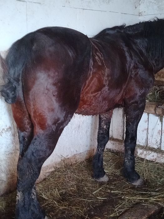 Vând cal garantat de pădure