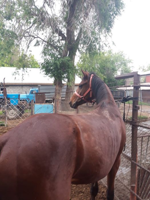 Английский жеребец