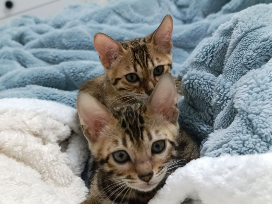 Бенгальский котенок мальчик