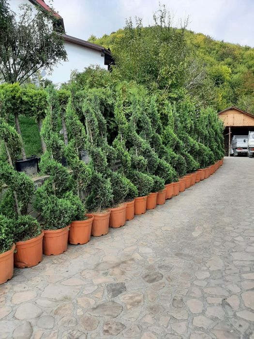 Vindem buxus tuia Leylandy smaragd Brazi Mesteacan alb Tei Magnoli etc