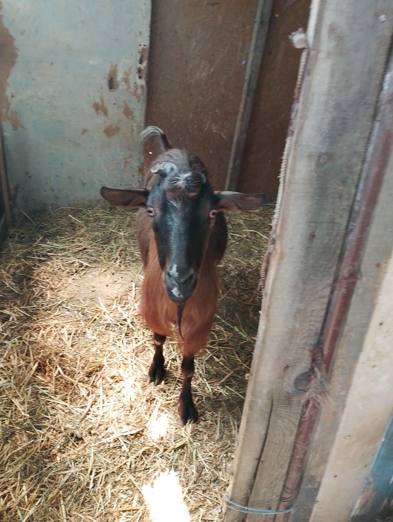Capra alpina franceza cu 3 iezi