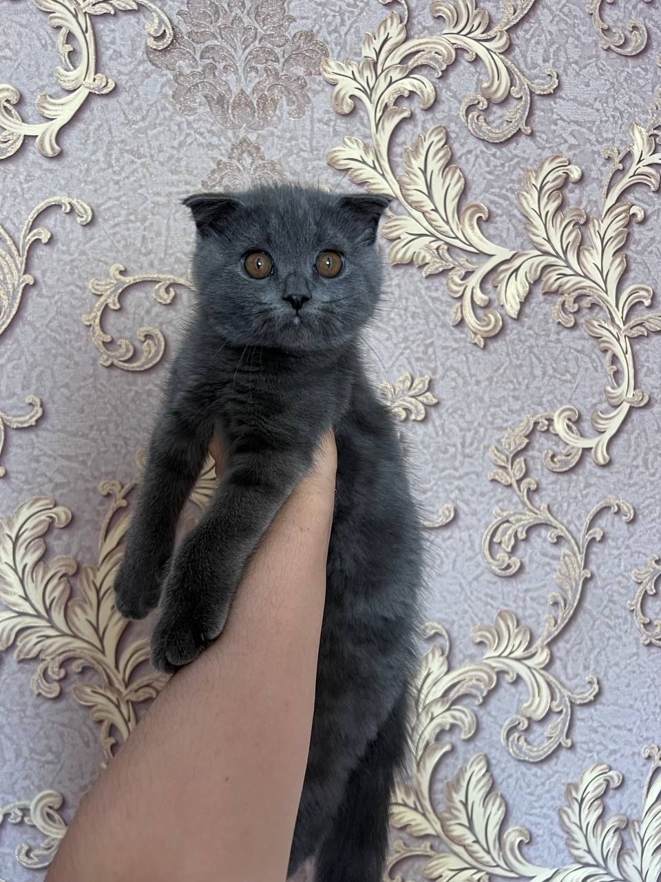 Scottish Fold 4ta