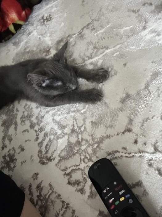 Милый котёнок по имени Дымок, мальчик, возраст 2–3 месяца.