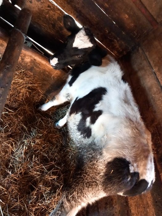 Vând vițeauă de 6 luni