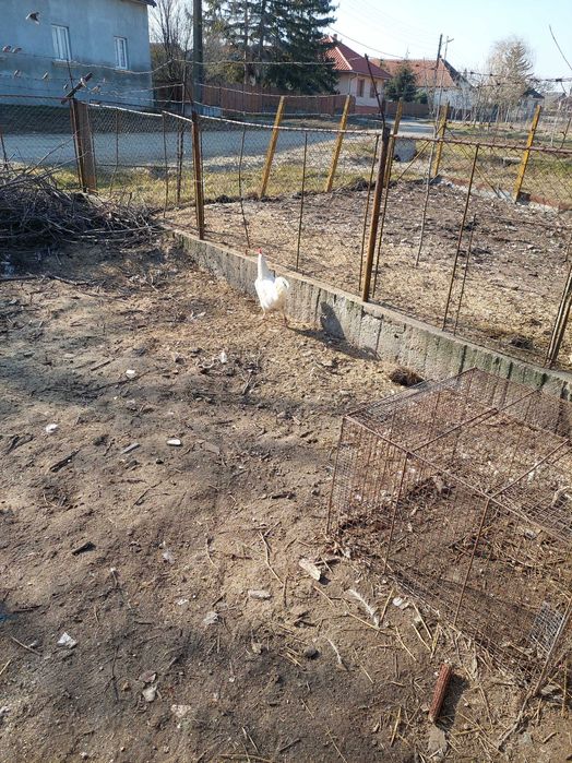 Cocosi de rasa mixta