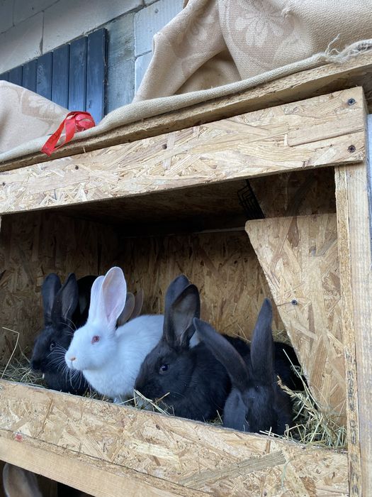 Iepurași de vânzare