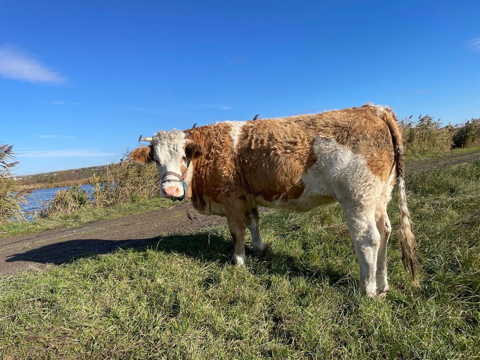 Vitica 14 luni de vanzare