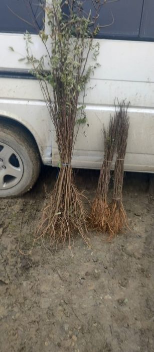 Puieți salcâm frasin fag carpen ulm plop mesteacăn brad molid Tei arin