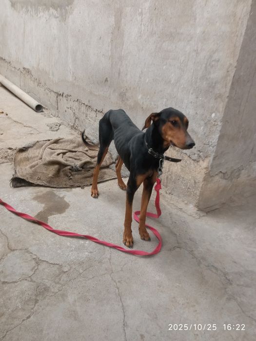 Продается собака доберман