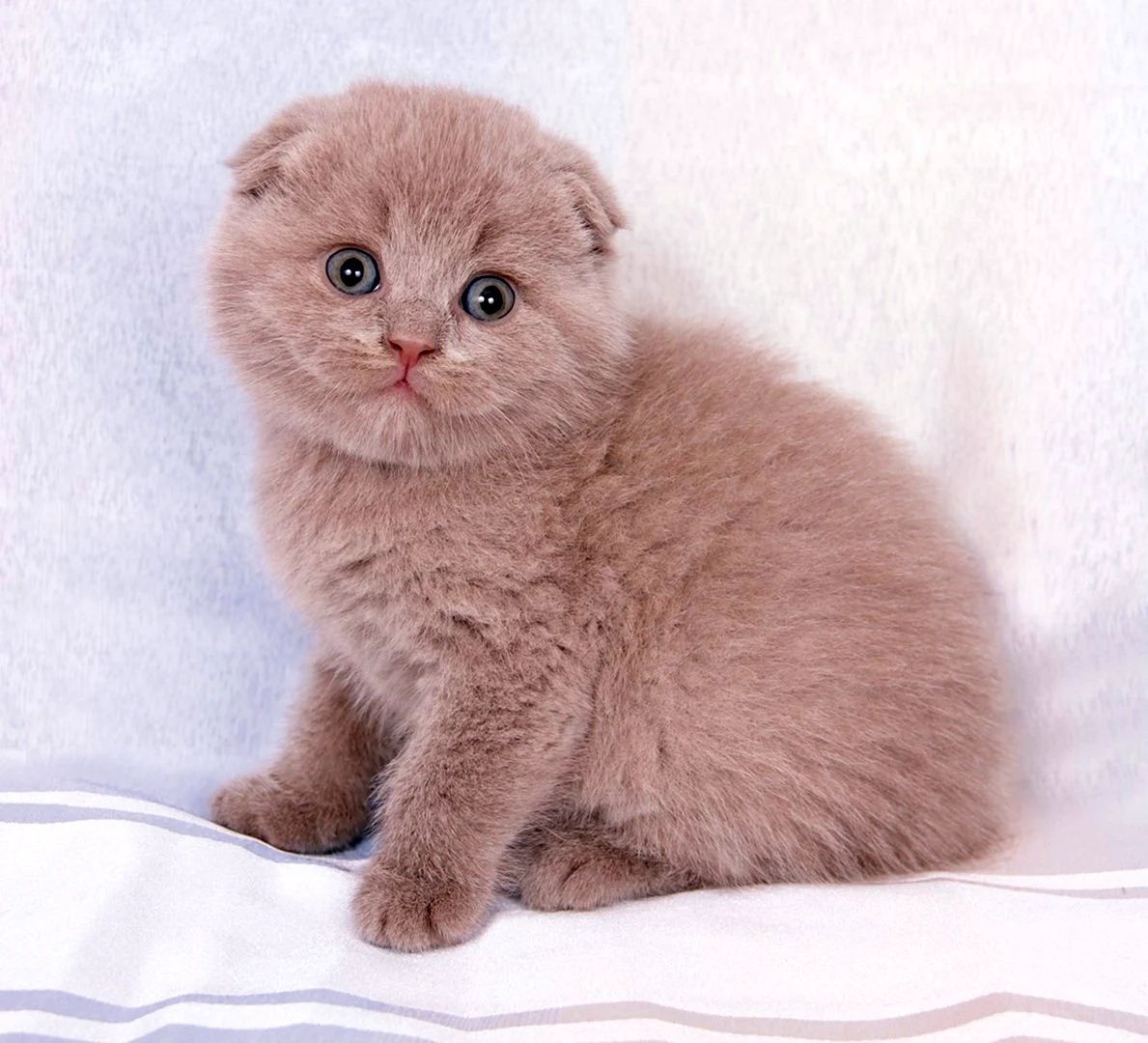 вислоухие котята