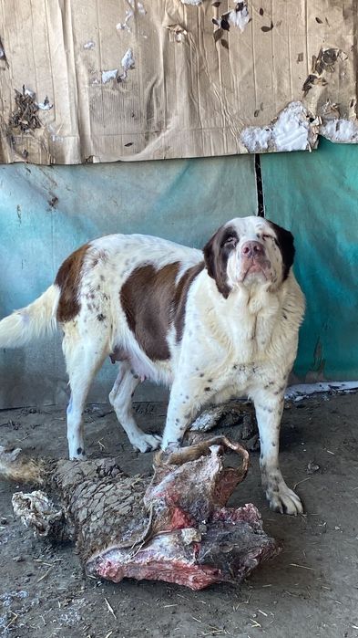 Қарабас немересі