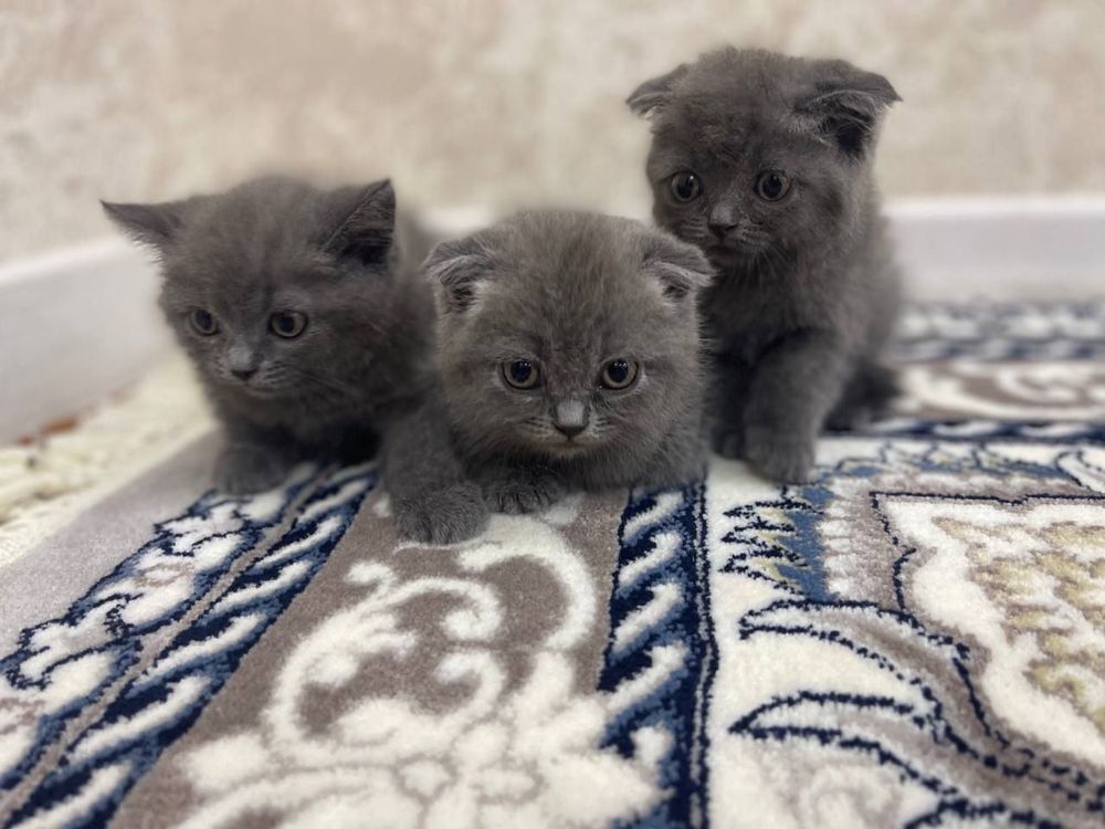 скотич страйт зотли мушук