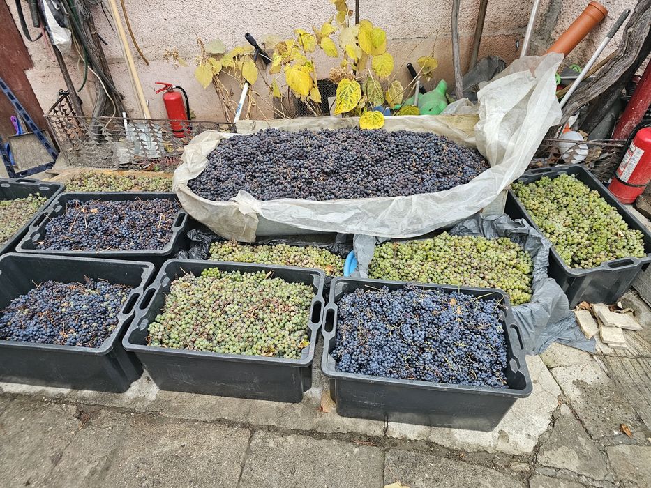 Struguri Rosu căpșunica si alb fraguta