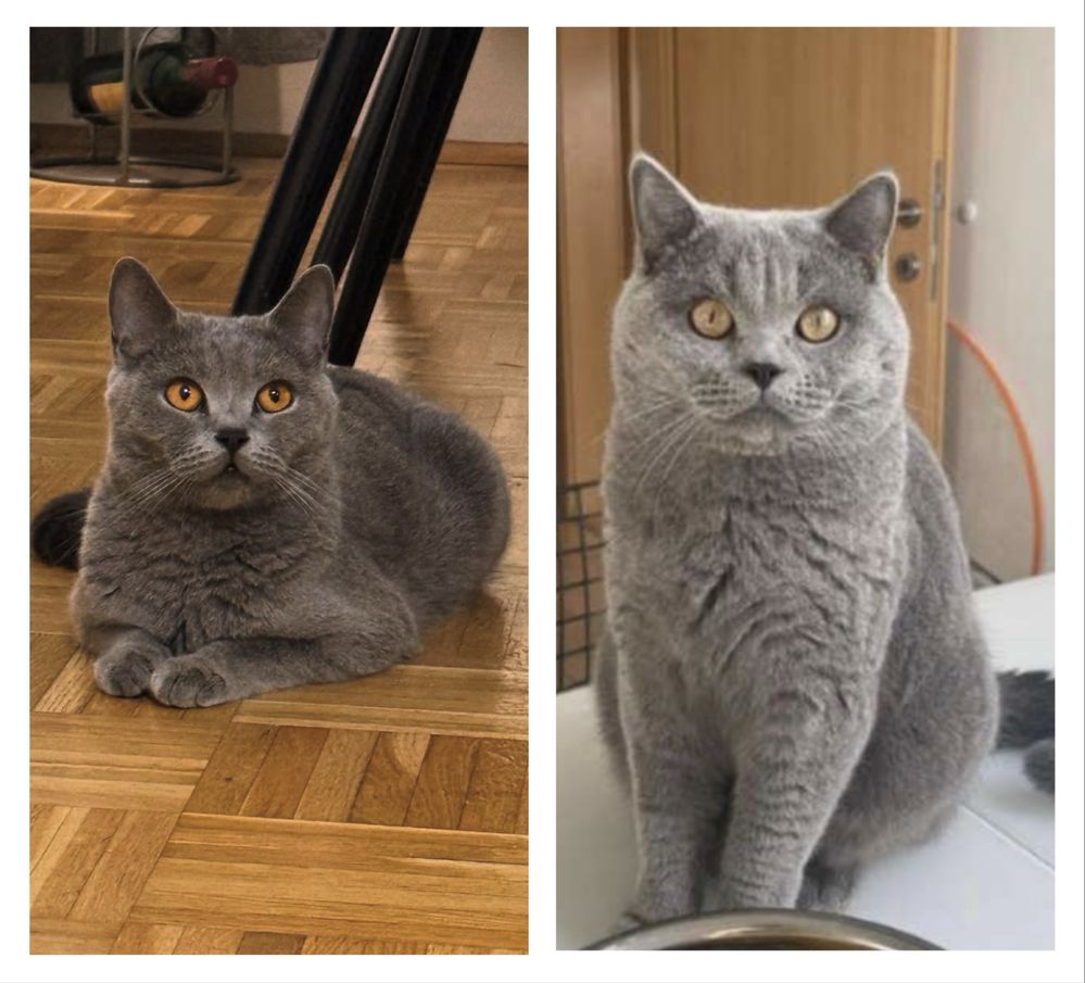 Британски късокосмести котки - последна дама от котилото