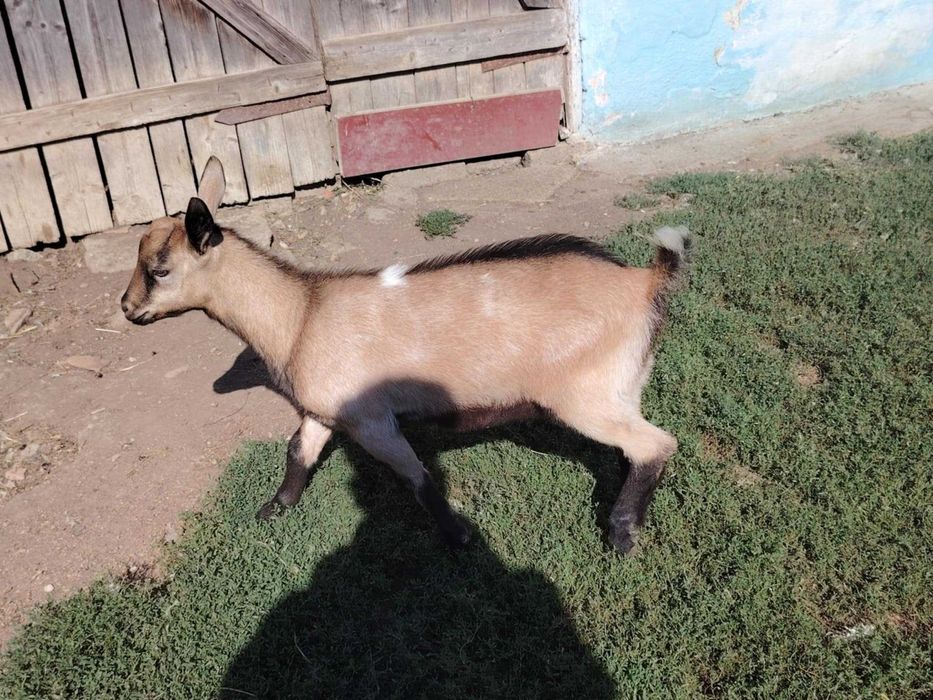 Ied de capră alpină franceză