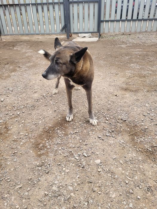 Собака не агрессивная