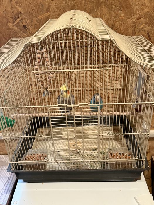 Продам попугаев