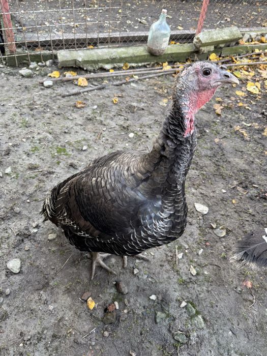 Vand 2 curci crescute natural