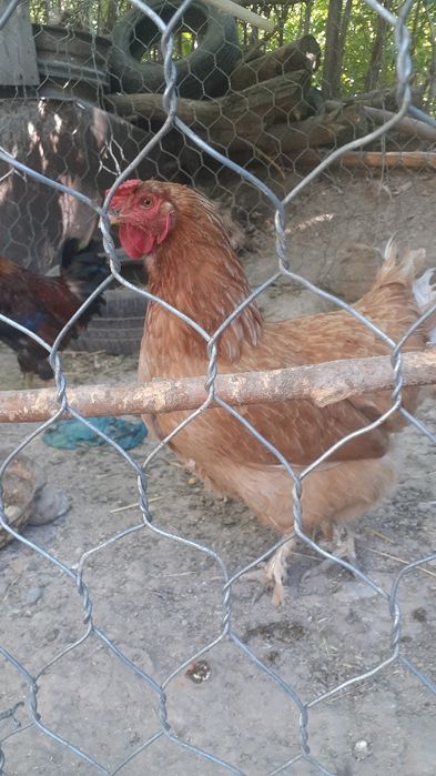 3700 тг ден тауыктар сатылады