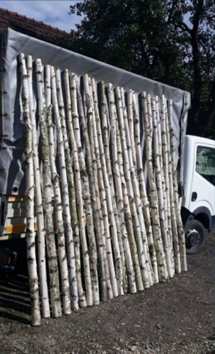 Mesteacan alb tulpini / Trunchiuri , crengi, lampadare diferite esente