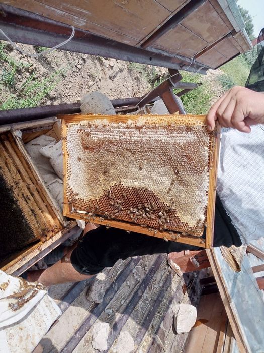 Choʻl Shifobaxsh asali.yantoq asali.endi Toshkent da