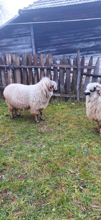 Vând o oaie și un berbec