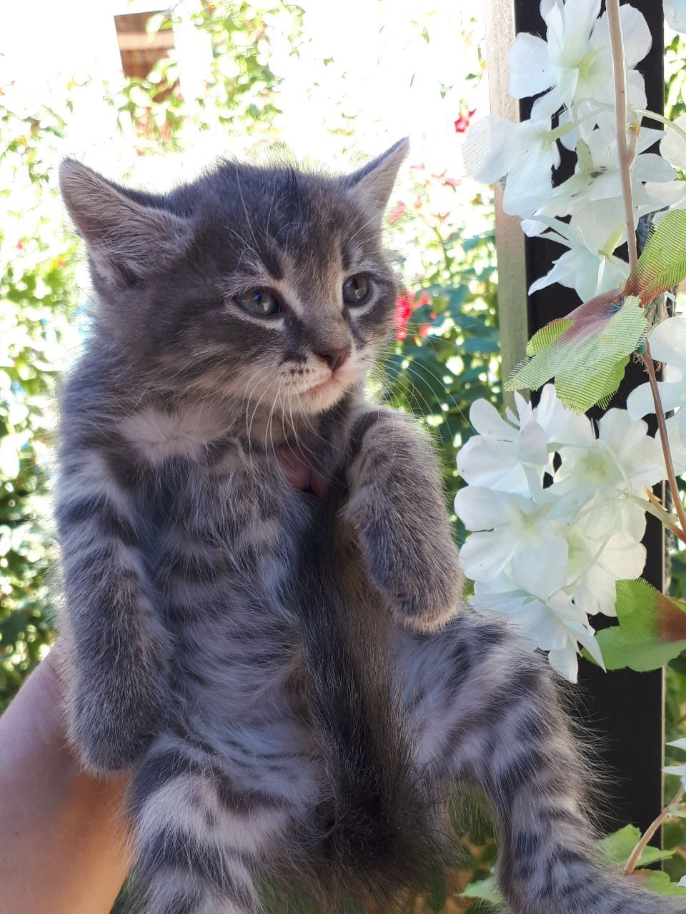 Пристраиваются котята