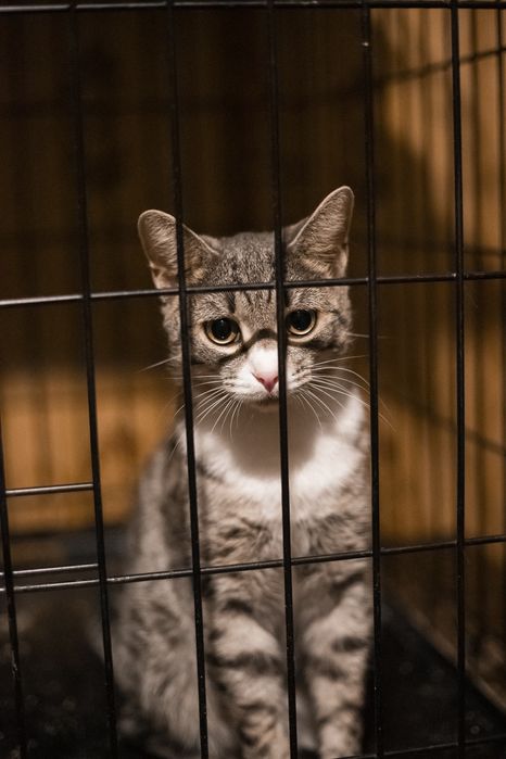 Кошки и коты с тяжелой судьбой из приюта очень ждут своего Человека