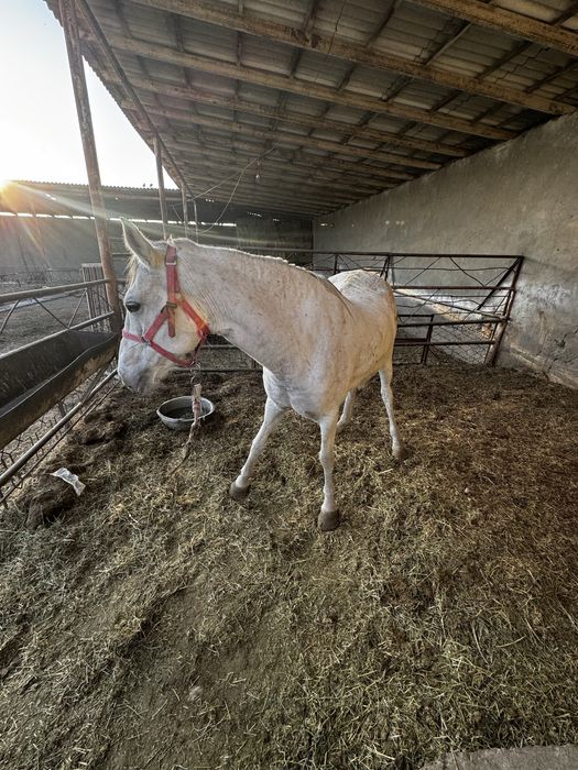 Ot axaltakeniskiy ot baytal