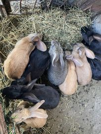 Продавам домашни зайци