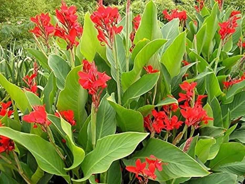 Bulbi canna indica.