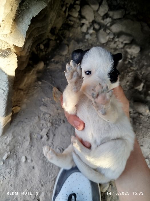 Отдаю щенят даром 3 щенята девочки напишите или звоните!!!