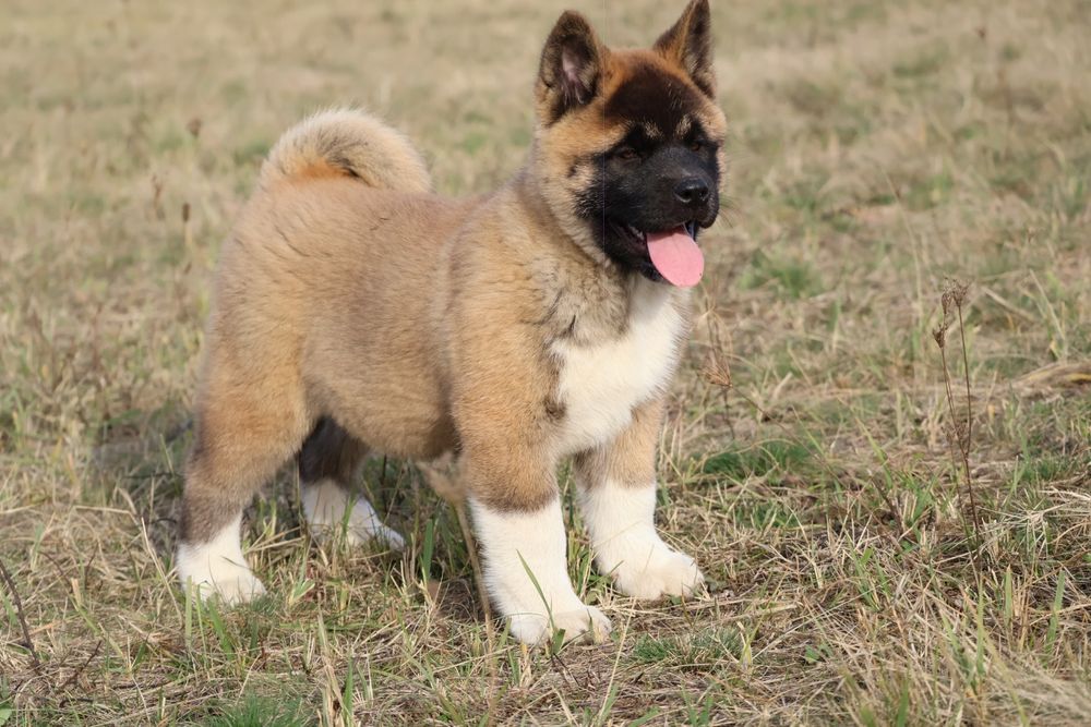 Femela akita american pedigree tip A