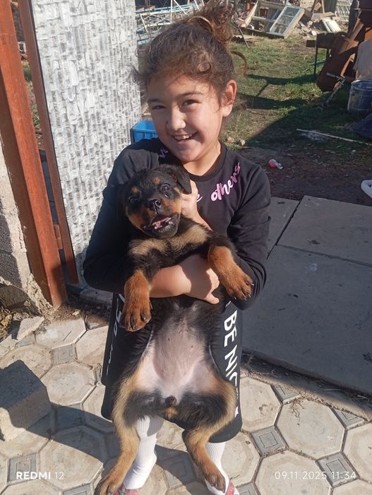 Продаются щенки ротвейлера