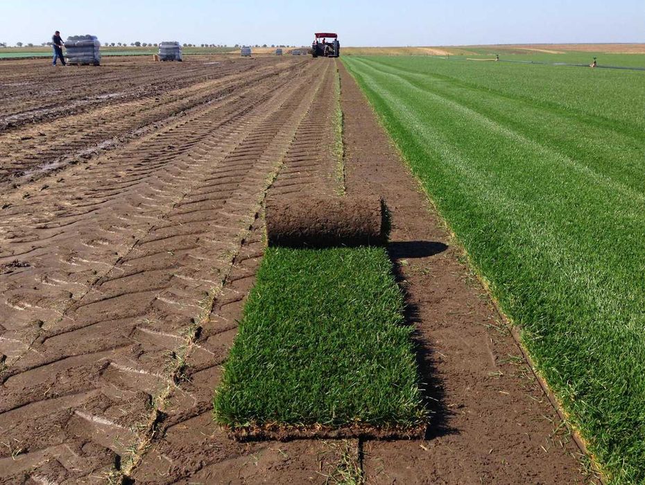 Gazon Rulou Calitate extra , Oferim transport oriunde in tara !