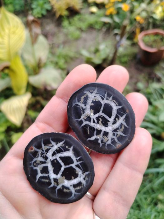 Двойка септарии от Мароко, много изгодно